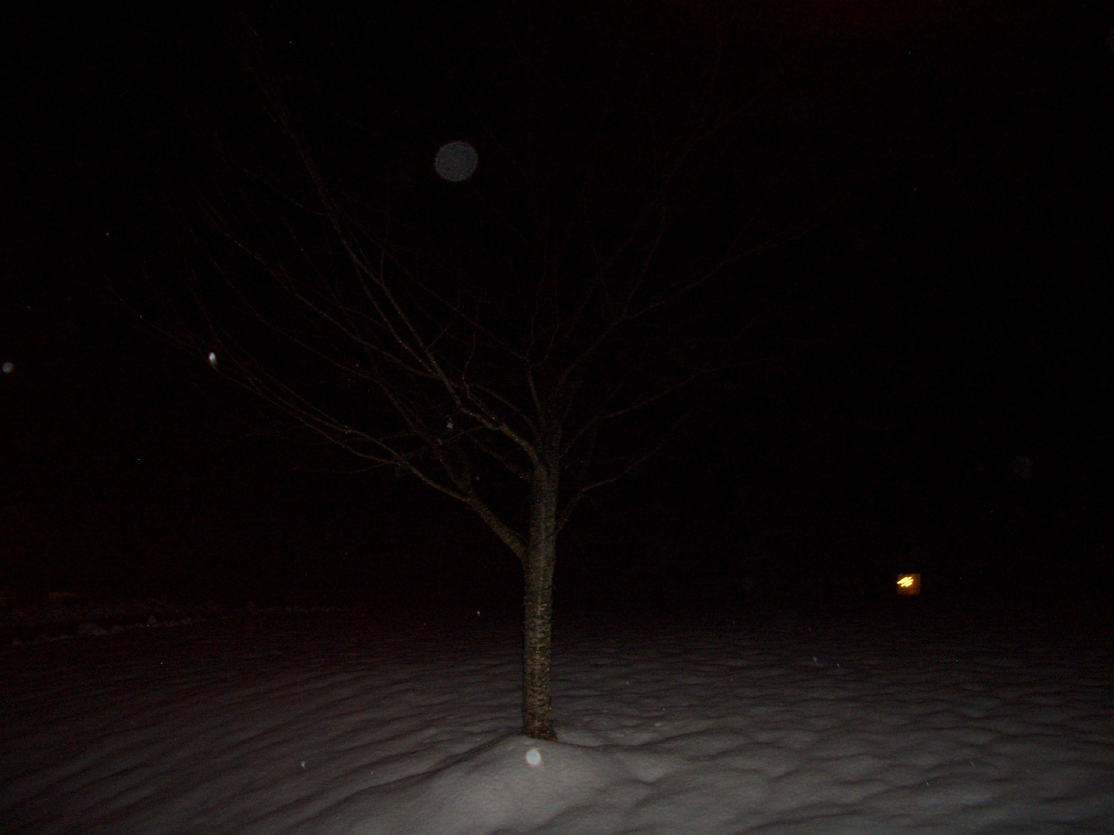 Picture I took during the winter of Christmas Eve in 2024.